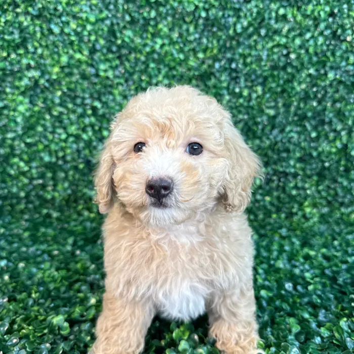 Male Bichon-Poodle puppy named Bentley for sale at Puppy Dreams - Missouri City.