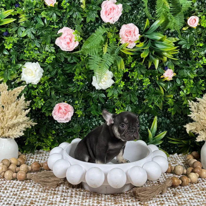 Male French Bulldog puppy named Zion for sale at Puppy Dreams - Katy.