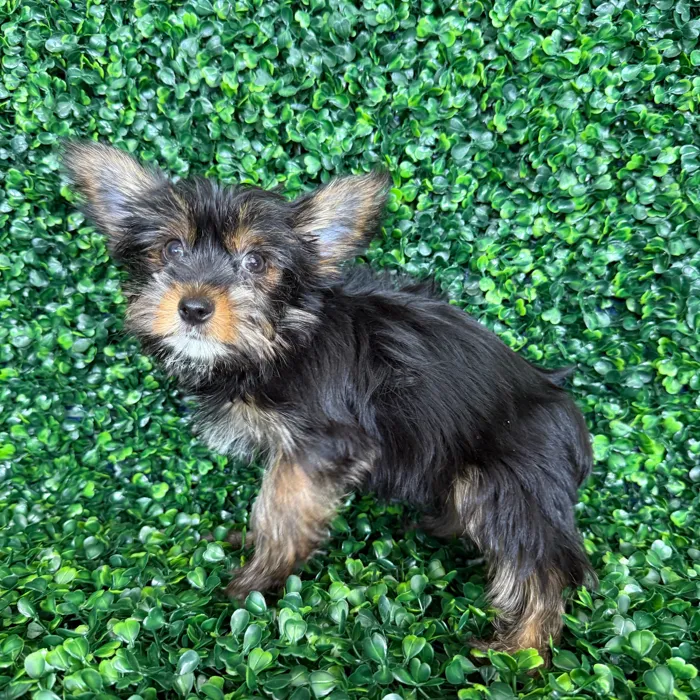 Female Yorkie puppy named Molly for sale at Puppy Dreams - Missouri City.