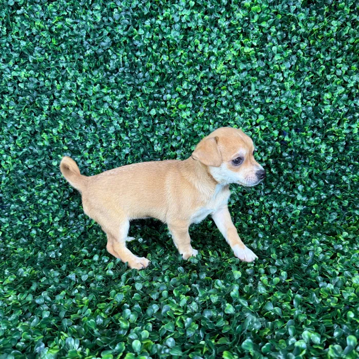 Female Chiweenie puppy named Annie for sale at Puppy Dreams - Missouri City.