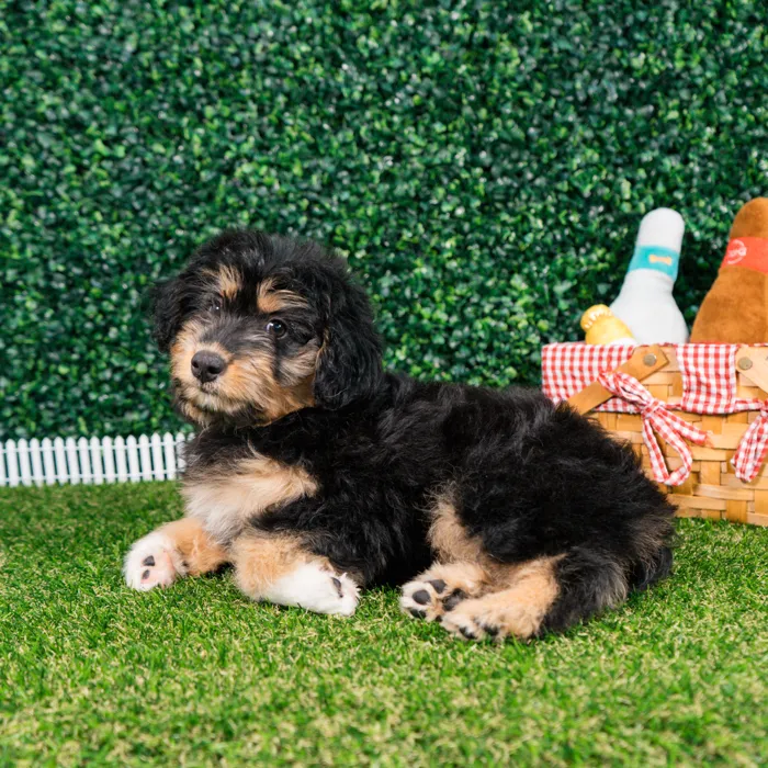 Female Mini Aussie Poo puppy named Luna for sale at Puppy Dreams - Missouri City.