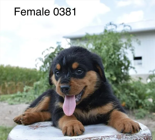 Female Rottweiler puppy for sale at Puppy Dreams - Missouri City.