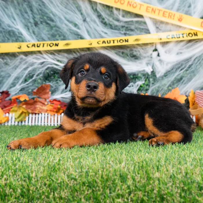Male Rottweiler puppy named Blade for sale at Puppy Dreams - Missouri City.