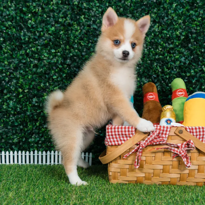 Male Pomsky puppy named Carmelo for sale at Puppy Dreams - Missouri City.