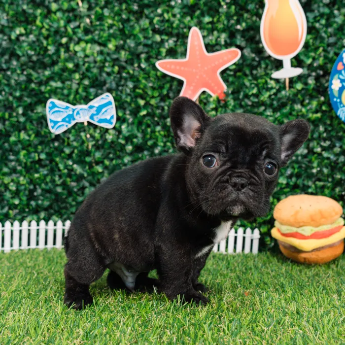 Male French Bulldog puppy named Venom for sale at Puppy Dreams - Missouri City.