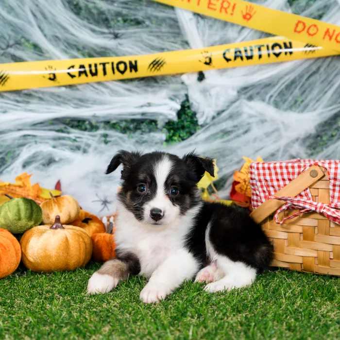 Male Mini Aussie puppy named Bean for sale at Puppy Dreams - Missouri City.
