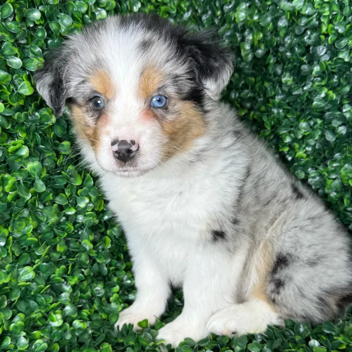 Female Australian Shepherd puppy named Nova for sale at Puppy Dreams - Missouri City.