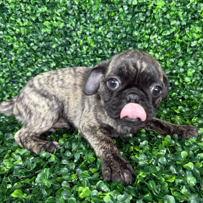 Male Pug puppy named Biscuit for sale at Puppy Dreams - Missouri City.