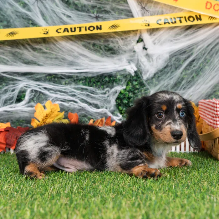 Male Dachshund puppy named Moose for sale at Puppy Dreams - Missouri City.