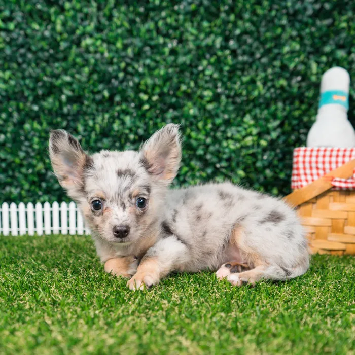 Male Chihuahua puppy named Benito for sale at Puppy Dreams - Missouri City.