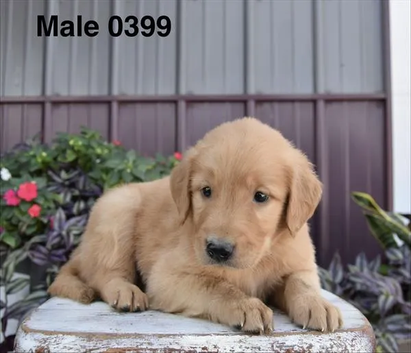 Male Golden Retriever puppy for sale at Puppy Dreams - Missouri City.