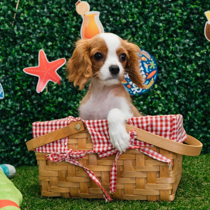 Male Cavalier King Charles Spaniel puppy named Mr. Jasper for sale at Puppy Dreams - Missouri City.