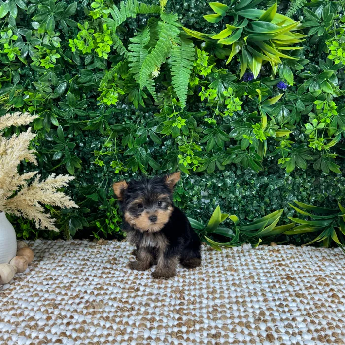 Male Yorkie puppy named Bruce for sale at Puppy Dreams - Katy.