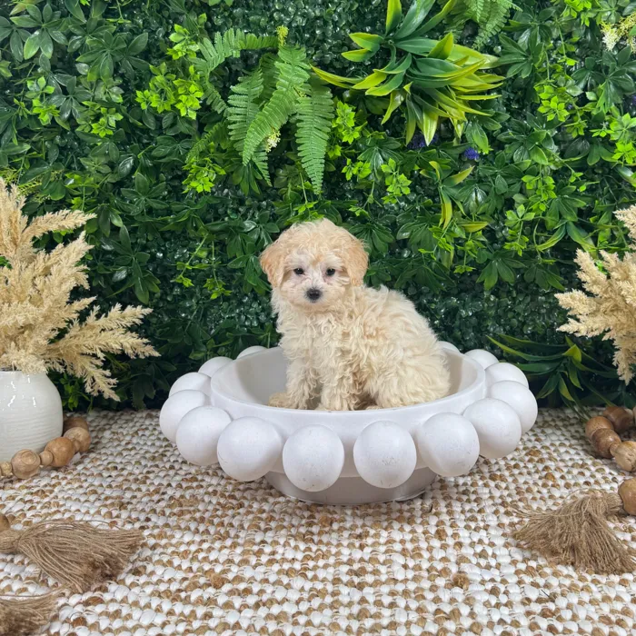 Female Maltipoo puppy named Bonnie for sale at Puppy Dreams - Katy.