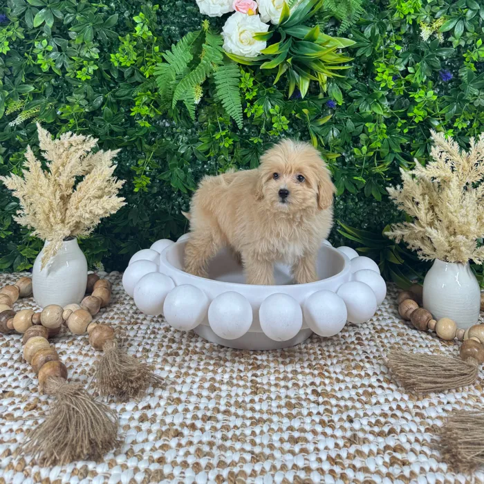 Female Pom-A-Poo puppy named Amelia for sale at Puppy Dreams - Katy.