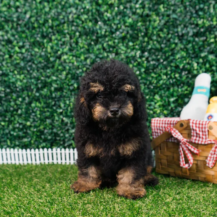 Male Mini Poodle puppy named Reese for sale at Puppy Dreams - Missouri City.