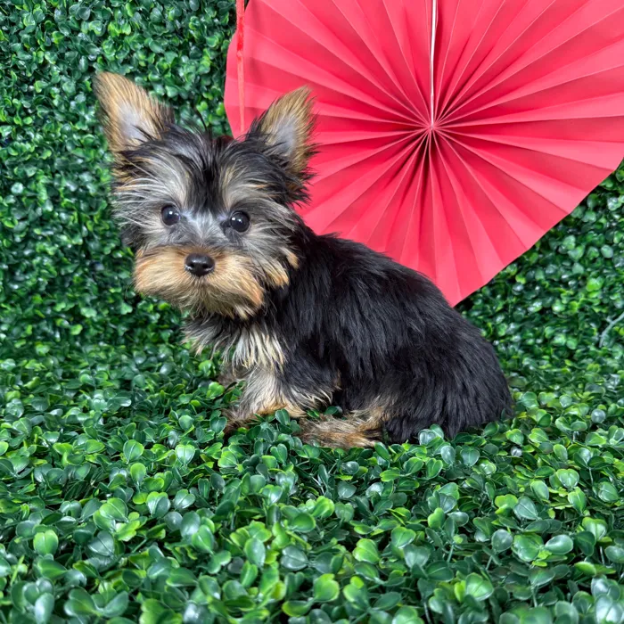 Male Yorkie puppy named Benny for sale at Puppy Dreams - Missouri City.