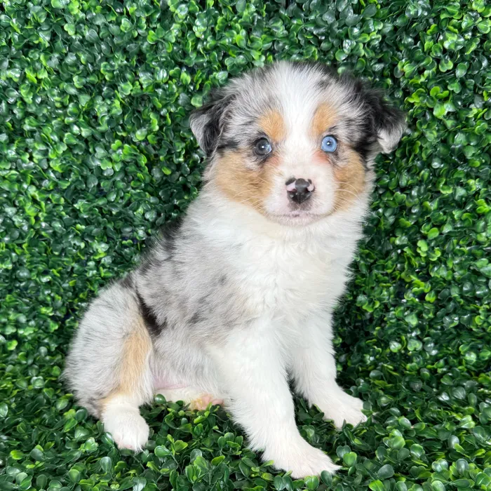 Female Australian Shepherd puppy named Nova for sale at Puppy Dreams - Missouri City.