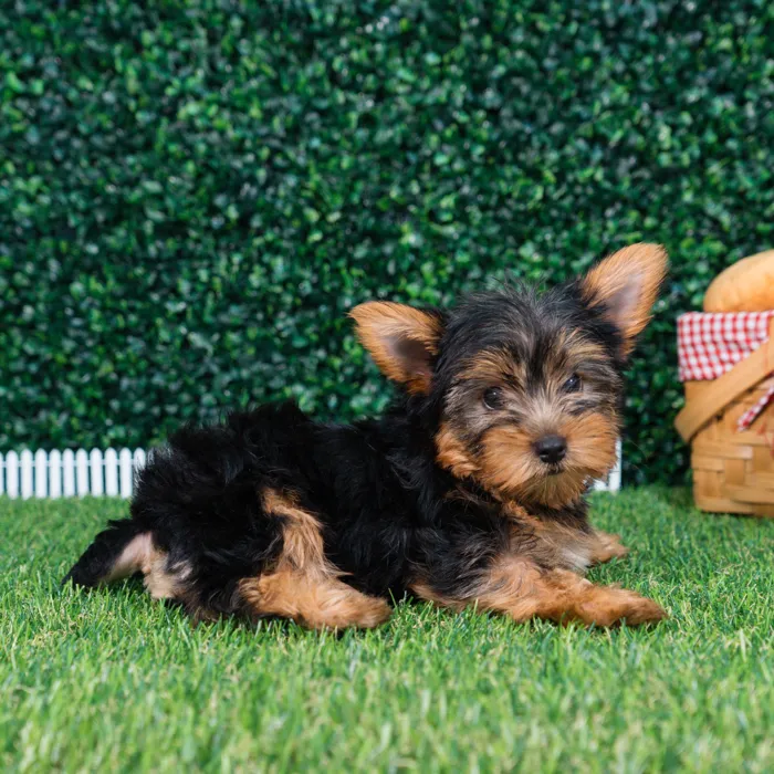 Male Yorkie puppy named Axel for sale at Puppy Dreams - Missouri City.